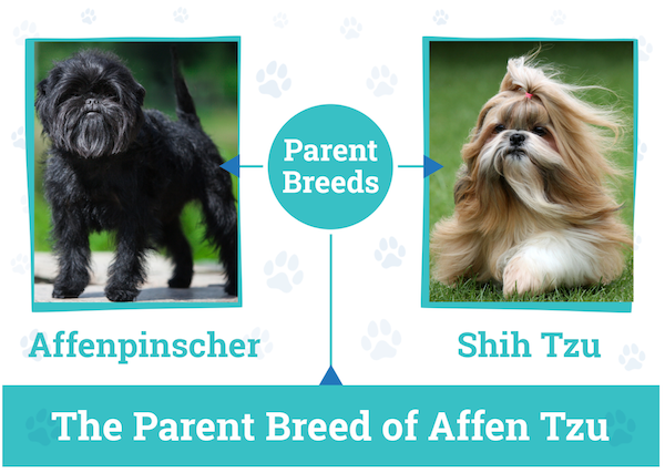 Affen Tzu Dog Breed